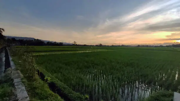 wide paddy fields suitable for background or book coverwide paddy fields suitable for background or book cover
