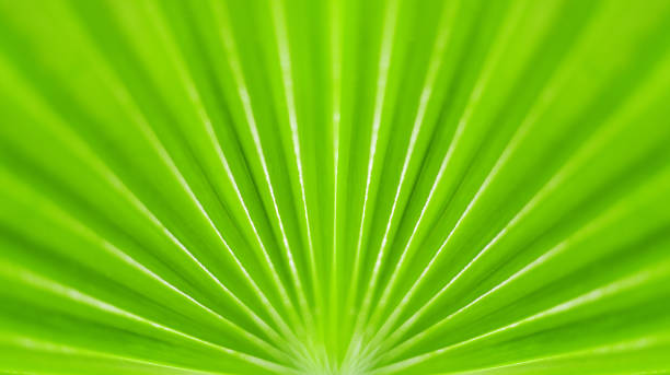 istock Green palm tree leaf closeup background, tropical leaves texture, abstract natural backdrop nature banner, botanical pattern, plant wallpaper, spring summer decor, eco design organic frame, copy space 1366886696
