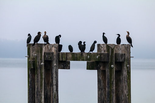Large Group Of Cormorants