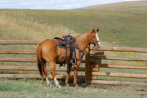 Rural scene of a chestnut colored horse wearing a western saddle tied to a wooden fence.