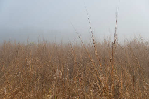 Abstract and blurred background of Yellow-brown field covered the area with dense white mist in the morning.