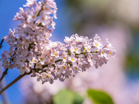 Pink Blooming Lilac Flowers in spring. Branches with spring lilac flowers