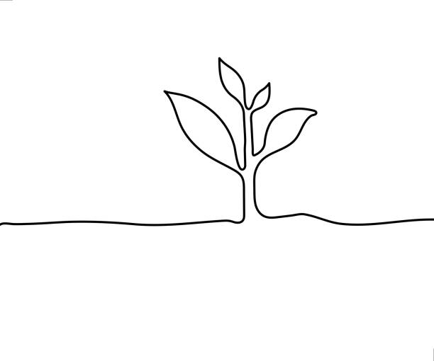 식물 라인 아트 - tree growth cultivated sapling stock illustrations