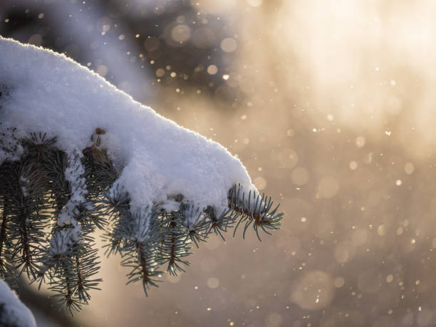 istock Green fir branches in winter covered with snow 1366895255