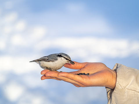 The Eurasian nuthatch eats seeds from a palm. Hungry bird wood nuthatch eating seeds from a hand during winter or autumn. Caring for animals in winter or autumn.