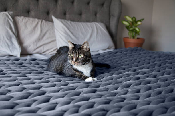 Cat on heavy knit weighted blanket on gray bed in bedroom stock photo
