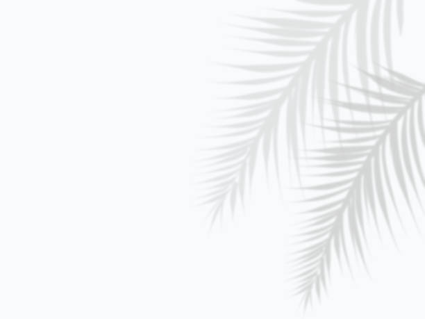 ilustrações, clipart, desenhos animados e ícones de ilustração de fundo da sombra das folhas refletida na parede branca - tropical climate white background palm tree leaf
