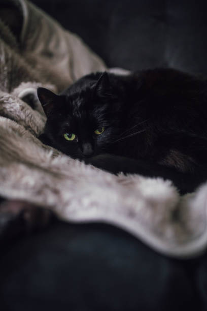 黒猫はソファで丸くなった - homewares cushion fake fur blanket ストックフォトと画像