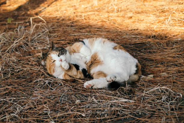 Image of a cute calico cat lying down