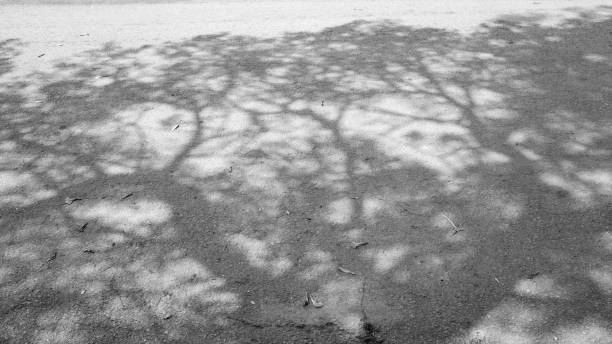 istock Black and white shadow of tree on asphalt road. 1366900622