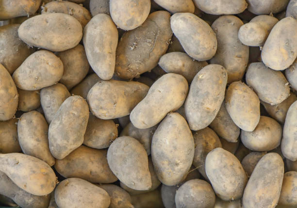 istock Harvested, ripe potato vegetable. 1366901233