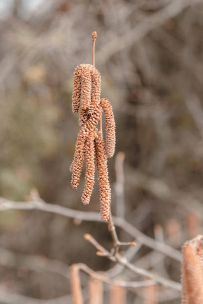istock Flower catkins of hazel tree Coryllus avellana in spring 1366901240