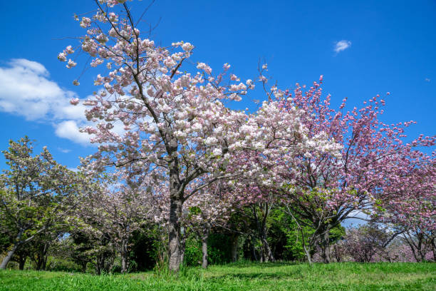 istock Spring Pink Cherry Blossoms with Blue Sky Background 1366902456