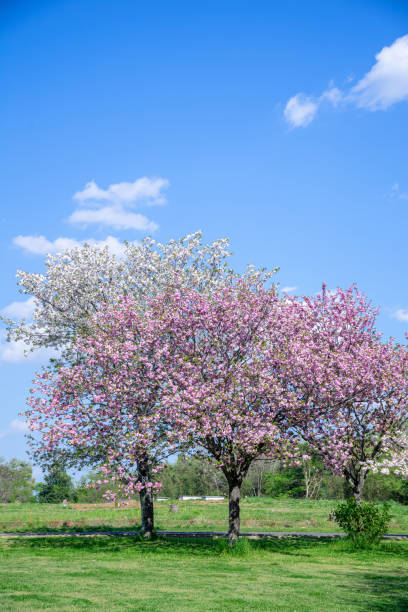 istock Spring Pink Cherry Blossoms with Blue Sky Background 1366902513
