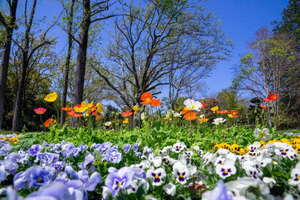 istock A park where pansy violas bloom under the blue sky 1366902516