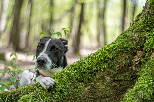 Dog peeking over a tree root. Black and white cute pet posing behind a log with surface covered in green moss. Selective focus on the details, blurred background.