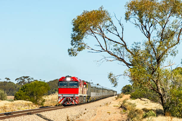 istock Australian Overland Luxury Passenger Train framed by eucalyptus tree in summer heat 1366905374
