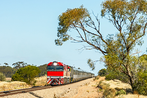 Australian Overland Luxury Passenger Train framed by eucalyptus tree in summer heat: two bright red diesel locomotives leading experiential tourist train through outback Australia. ID & logos edited