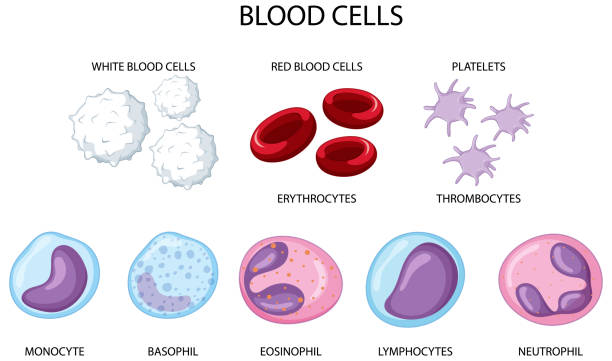 Type of human blood cells on white background vector art illustration