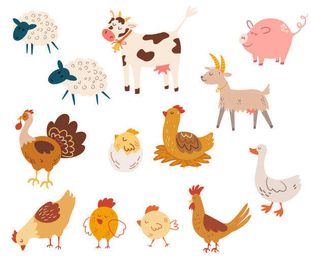 ilustraciones, imágenes clip art, dibujos animados e iconos de stock de animales de granja. pollos, gallos, cerdos, vacas, cabras, ovejas, gansos y pavos. ilustración vectorial de dibujos animados aislada sobre el fondo blanco. - cartoon cow cute vector