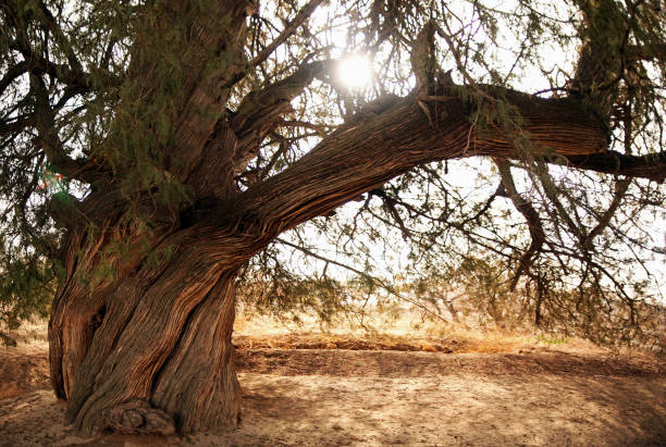 istock ancient tree in dry desert, Uzbekistan 1366910062