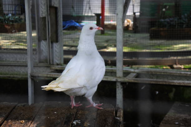 istock pigeons walking around the cage 1366911106