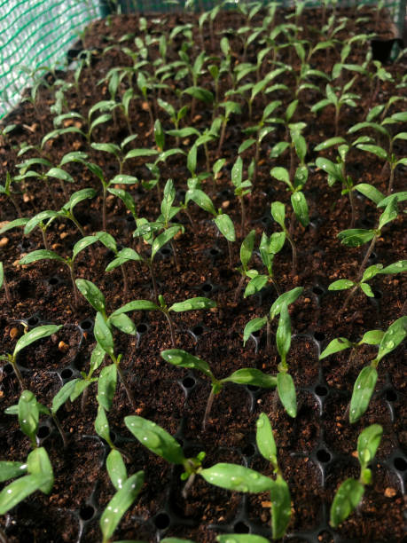 istock Organic chili plants germinating in seedbed 1366911152