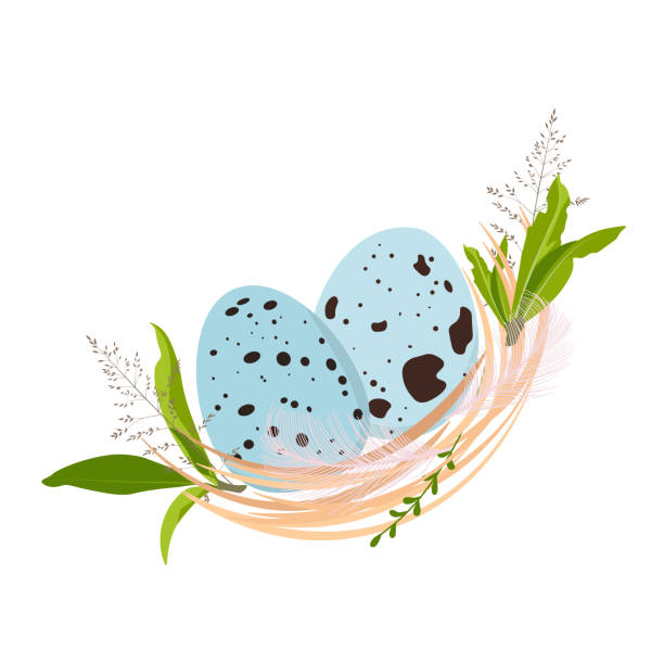 osterkarte. wachtelnest. frühlingshintergrund. - easter nest stock-grafiken, -clipart, -cartoons und -symbole