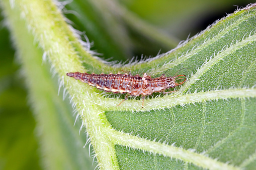 Chrysopidae lacewing larva on a green leaf of sunflower. It is a predator that eats plant pests.