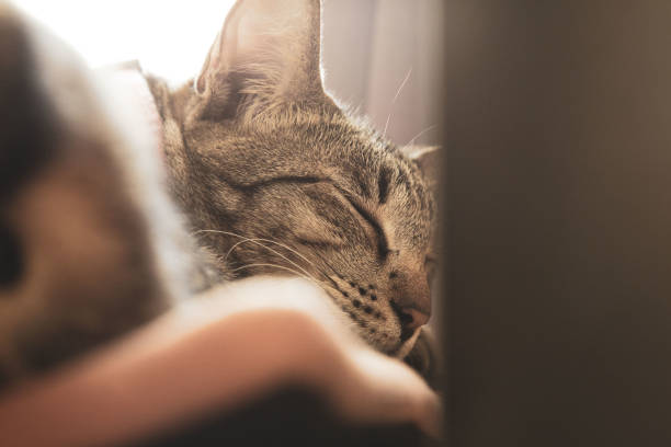 istock A cat wearing a collar sleeps during the day. 1366912912