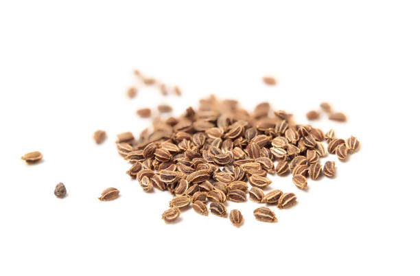 istock Organic celery seeds early spring planting indoors. 1366913529