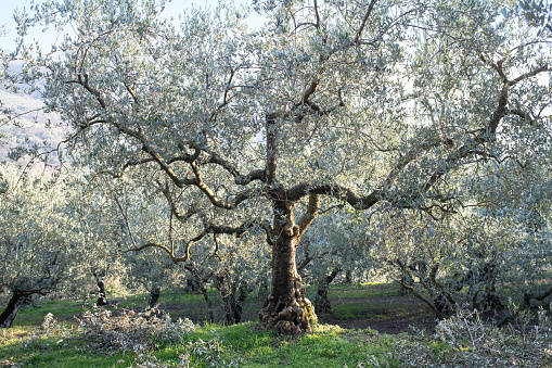 Olive grove.