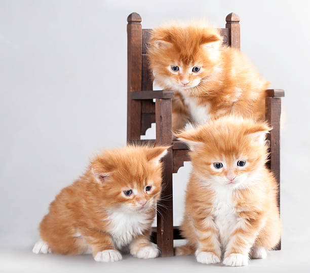 kitten Maine Coon kitten Maine Coon on a small chair short haired maine coon stock pictures, royalty-free photos & images