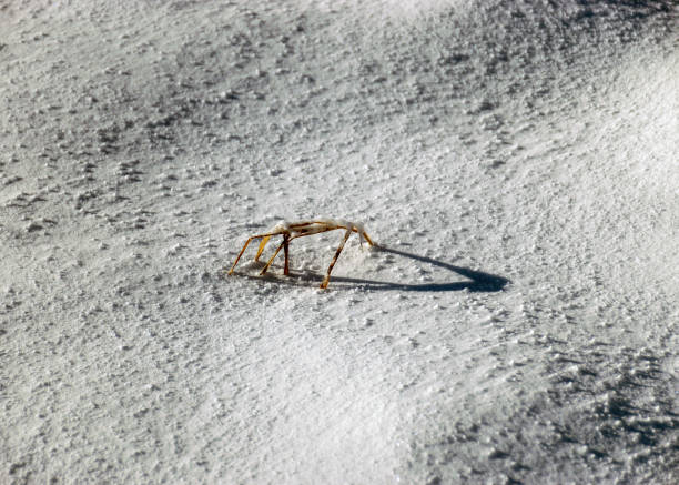 istock abstract snow texture, land covered with snow, dry grass and shadows on a snow background 1366914381