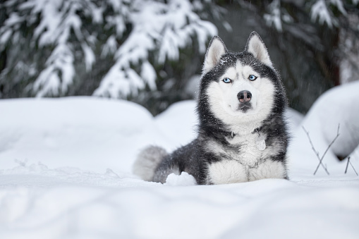 Dog of breed siberian husky. Husky dog in winter forest, copy space.