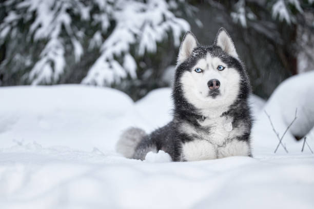 Dog of breed siberian husky. Husky dog in winter forest. Copy space Dog of breed siberian husky. Husky dog in winter forest, copy space. siberian husky stock pictures, royalty-free photos & images