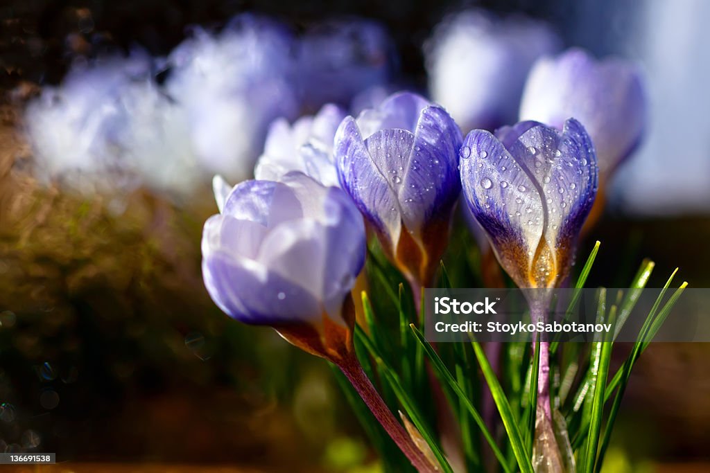 Beautiful violet crocus bloom Spring Flowers on  bokeh background. Beauty In Nature Stock Photo