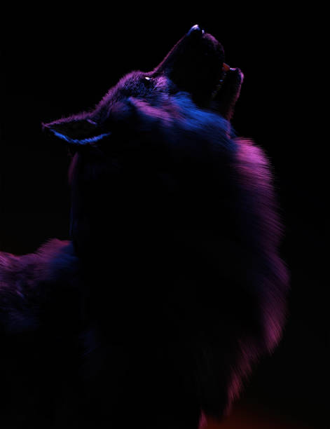 istock Wolf in red and blue rim light. Dark mysterious portrait. Side view. 3D render. 1366917425