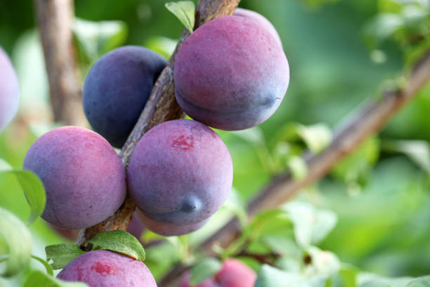 istock Plums growing on a tree branch with green leaves 1366917488