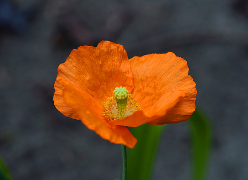 Close-up of an orange Welsh poppy (Papaver cambricum, Meconopsis cambrica). It is member of the poppy family Papaveraceae. It is a native of damp, rocky sites in upland areas of Western Europe from the British Isles to the Iberian Peninsula.