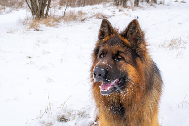 istock German Shepherd walks through the snowy meadow 1366919058
