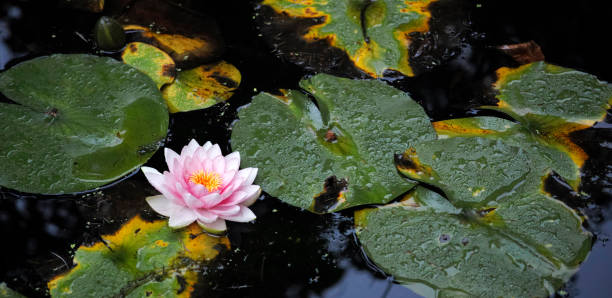 istock A soft pink waterlily in an autumn pond 1366919264