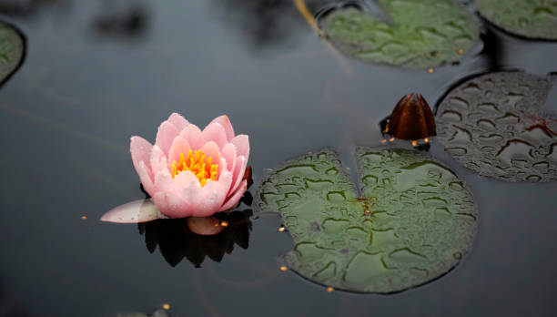 istock A  soft pink waterlily in dark water 1366919266