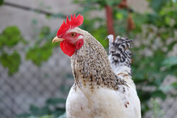 istock White rooster on the farm, poultry concept 1366919366