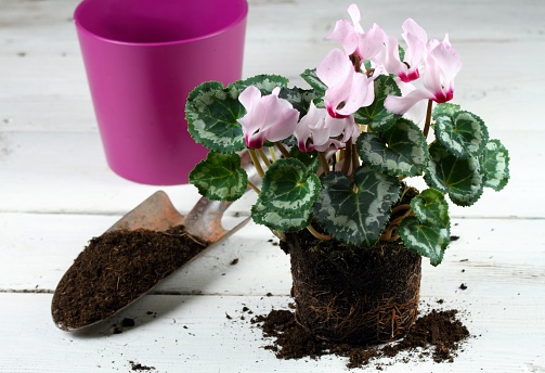 Transplanting of Cyclamen persicum, flower pot and a shovel with dirt on white wooden table.