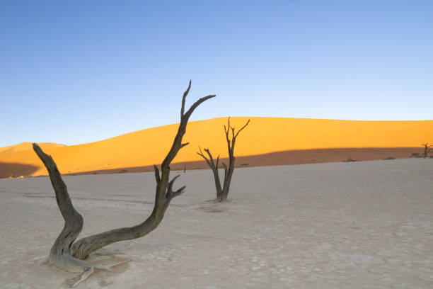 istock Sossusvlei dunes at Dead Vlei 1366920056