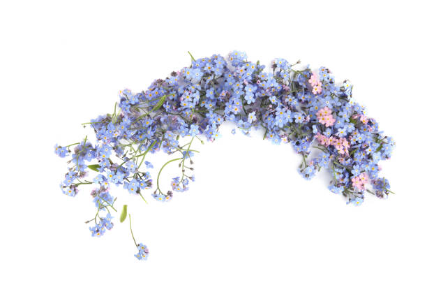 istock Spring blue flowers Myosotis isolated on white background. 1366921519