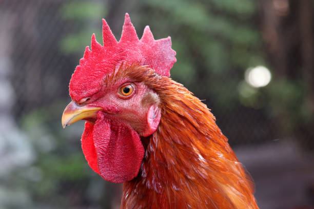 istock Red rooster on the farm in sunlight 1366922397