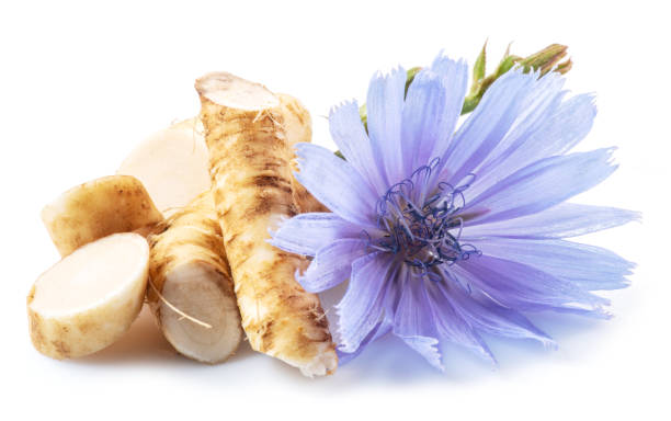 istock Chicory flowers and roots close up on the white background. 1366923099