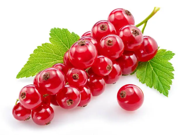 Ripe redcurrant berries on white background. Close-up.